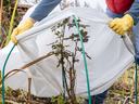 Plants being covered for frost