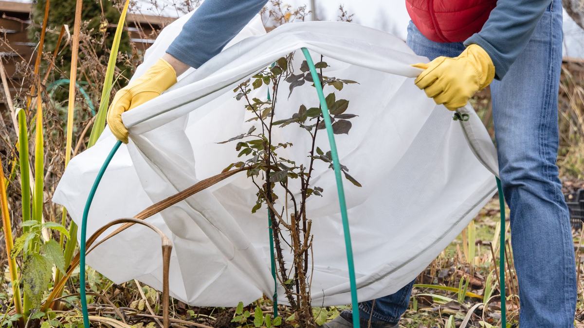 Plants being covered for frost
