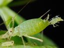 Close-up photo of an adult aphid surrounded by baby aphids on a plant stem.