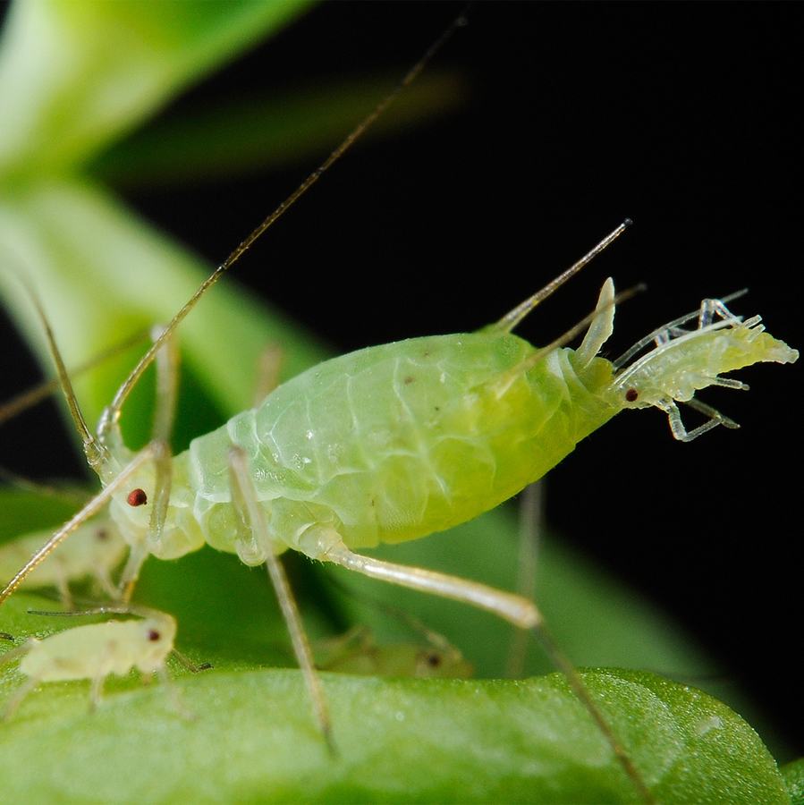 Close-up photo of an adult aphid surrounded by baby aphids on a plant stem.