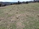 Hay bales set out in the pasture.