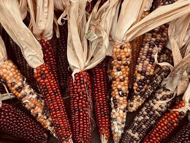 Dried corn with husks.