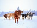 Herd of cows standing in a snowy field with snow-covered evergreen trees in background