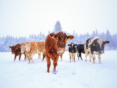 Herd of cows standing in a snowy field with snow-covered evergreen trees in background
