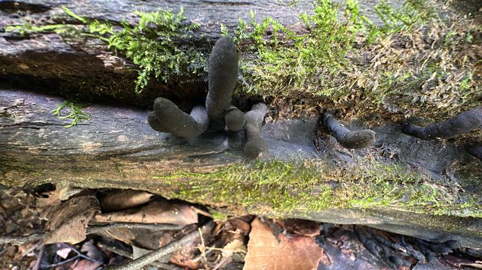 Dead man's fingers fungi growing in the forest