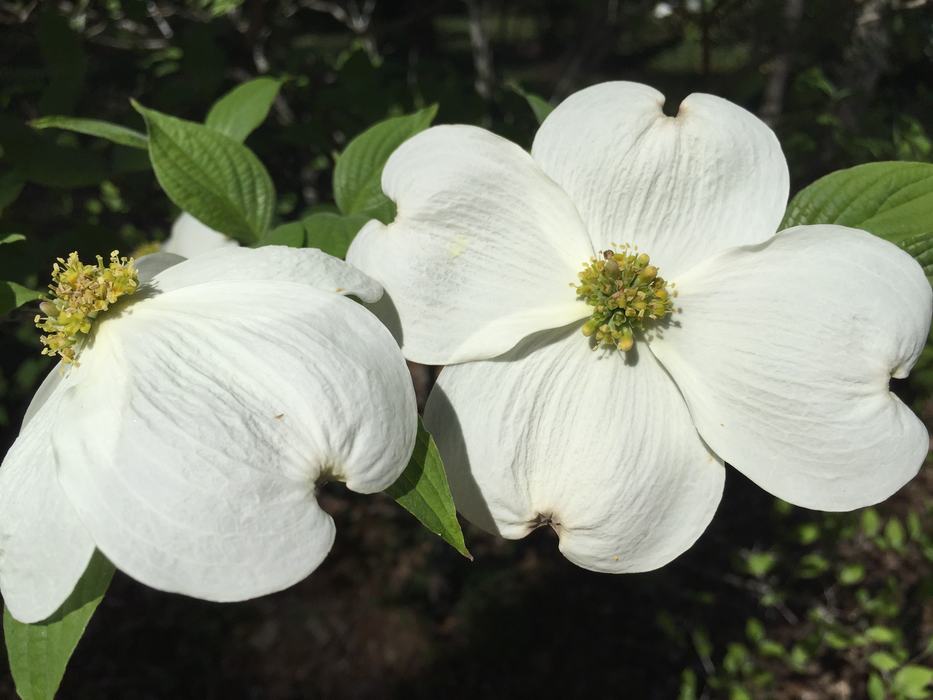 dogwood flower big