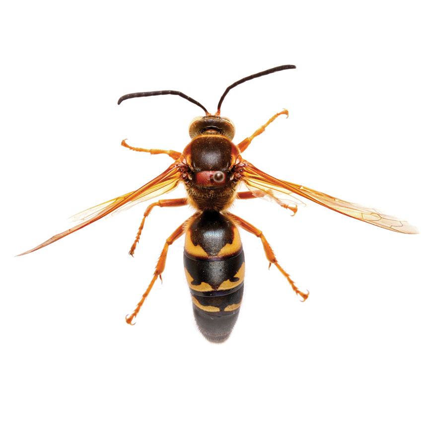 A close-up, top-down shot of an Eastern Cicada Killer Wasp (Sphecius speciosus) against a white background. The large wasp has a reddish-brown head and thorax, clear amber wings, and a black abdomen with three bold yellow-to-orange bands.