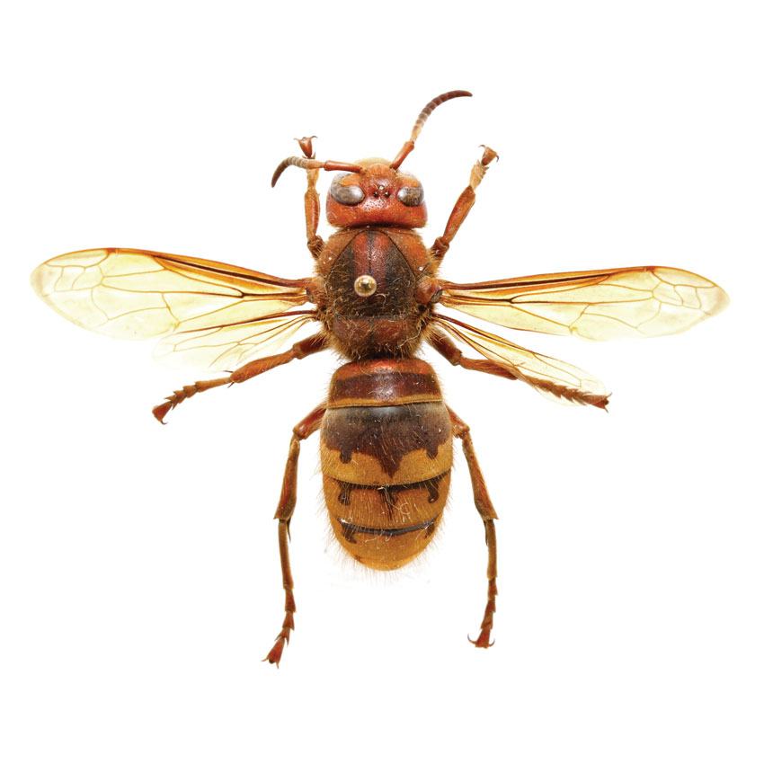 A pinned European hornet (Vespa crabro), viewed from above, shows its reddish-brown head and thorax, and an abdomen with yellow and brown bands. The wings are translucent amber.