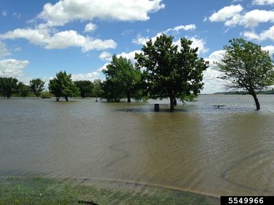 River water rising over its banks, completely submerging nearby trees and grassy areas along the river edge.