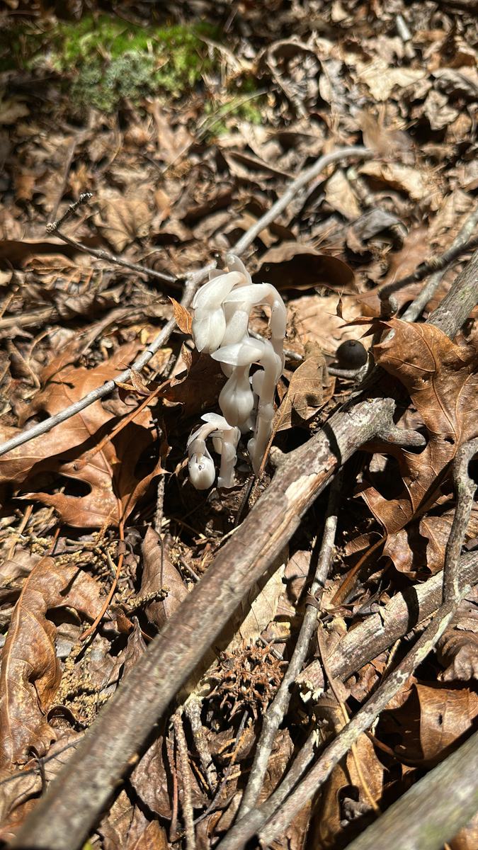 Ghost pipe plant growing in the forest