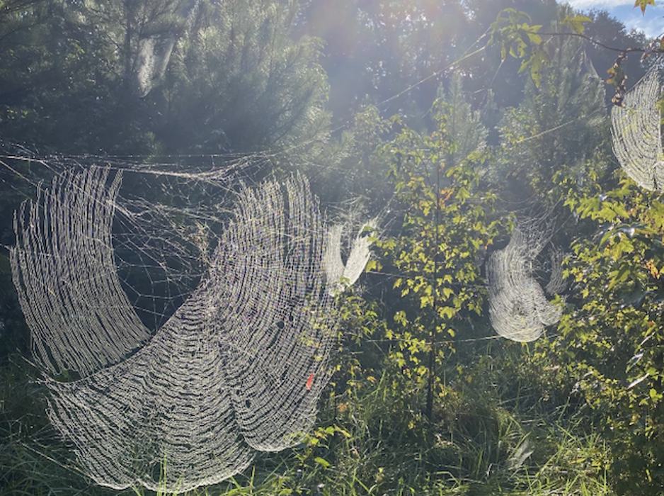 Dew-covered spider webs stretched between small trees and grasses in a sunlit clearing