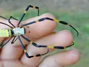 Yellow-and-black long-legged spider resting on a person's fingertips