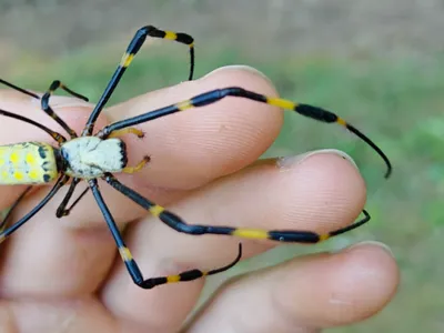 Yellow-and-black long-legged spider resting on a person's fingertips