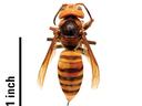 Dorsal view of an Asian giant hornet (also known as a murder hornet) against a white background, with a 1 inch scale bar on the left. The hornet has a large, orange-brown head, a dark brown thorax, and a distinctly segmented orange and dark brown striped 