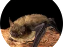 A bat crawling along a rock.