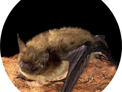 A bat crawling along a rock.