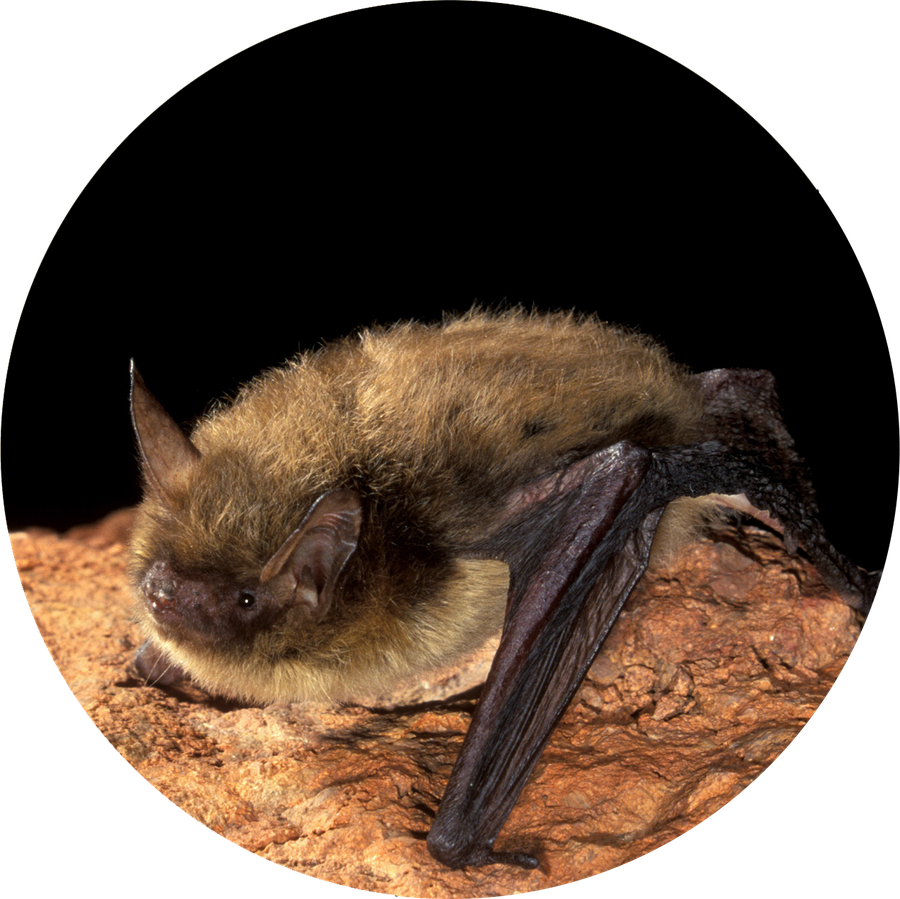 A bat crawling along a rock.