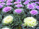 purple and white ornamental cabbage plants in a bed