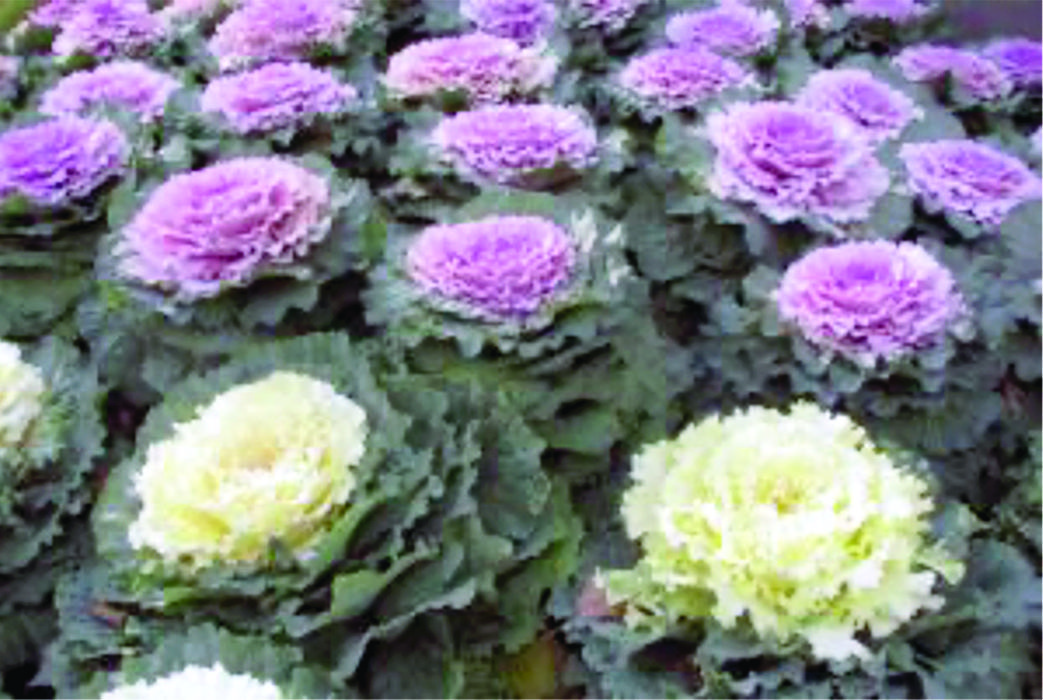 purple and white ornamental cabbage plants in a bed
