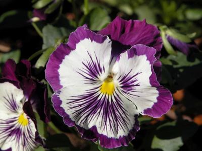 one pansy flower
