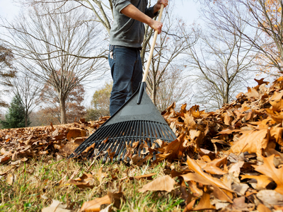 Raking fall leaves
