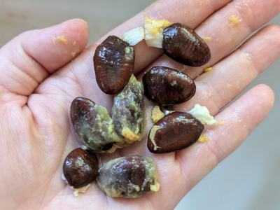 seed saving_Photo by Amanda Bratcher