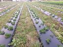 Rows of young strawberry plants on black plastic mulch in a field