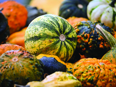 variety of pumpkins image by Alexa from Pixabay