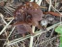 Wood ear mushroom on the forest floor