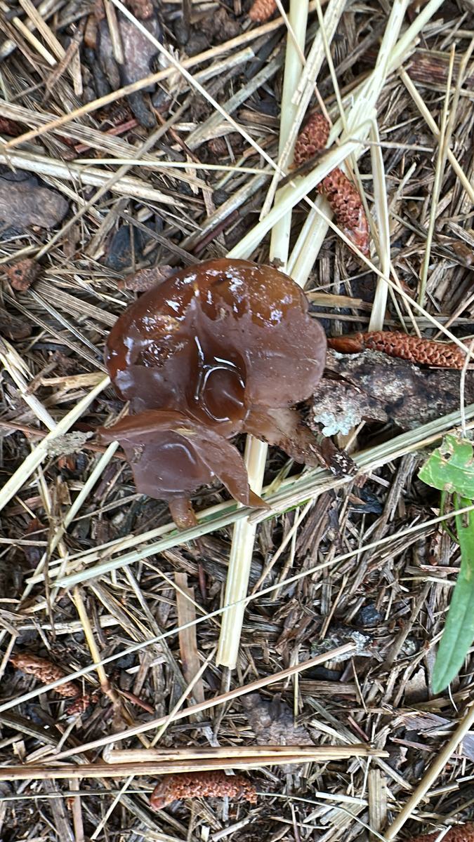 Wood ear mushroom on the forest floor