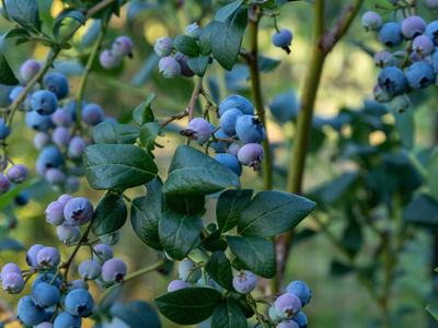 Blueberries in clusters on leafy bushes, some ripe blue and some pinkish unripe