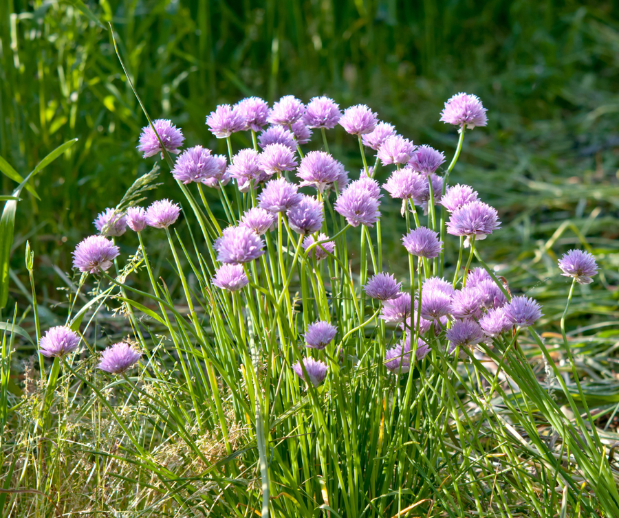 Clump of purple chive blossoms with green grass background