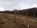 Apple trees dormant in winter