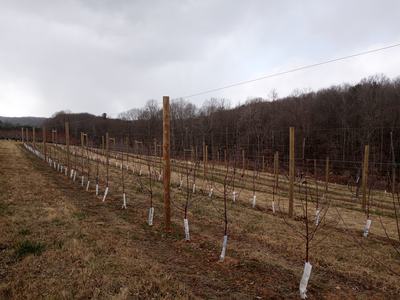 Apple trees dormant in winter