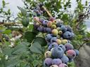 Cluster of ripening blueberries on a vine among green leaves
