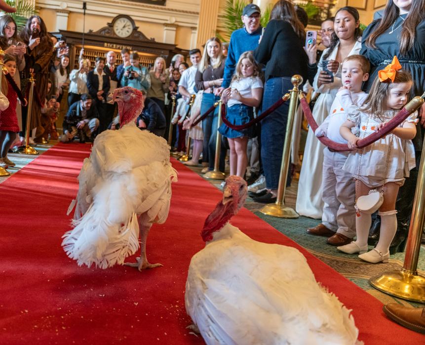 Two large white turkeys, Gobble and Waddle, walk down a red carpet lined with gold stanchions as a crowd of adults and children looks on and takes photos inside the Willard InterContinental Hotel in Washington, D.C.