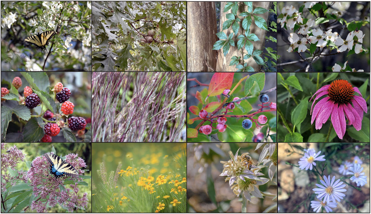 Images of calendar keystone plants that are highlighted each month.