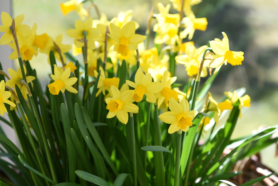 Yellow daffodil blossoms and green leaves clustered in sunlight