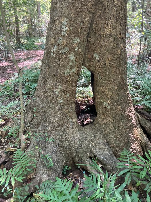 Adaptable tree trunk