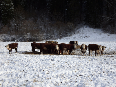 Hereford cattle standing in a snow-covered pasture near a tree line