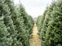 Rows of evergreen Christmas trees with a grassy path between them