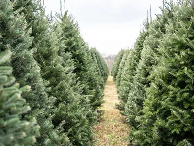 Rows of evergreen Christmas trees with a grassy path between them