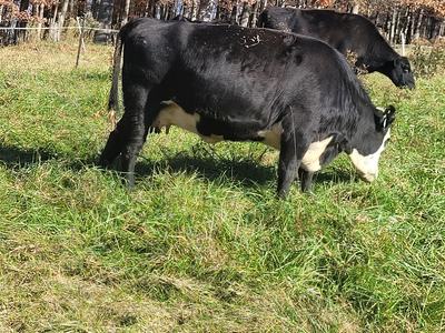 Baldy Heifer grazing fescue