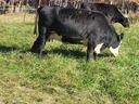 Baldy Heifer grazing fescue