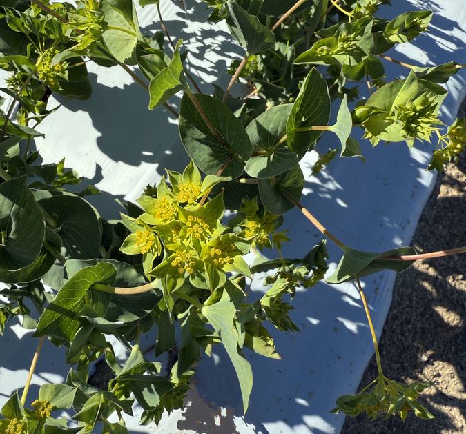 Buplerum: green foliage with yellow flowers