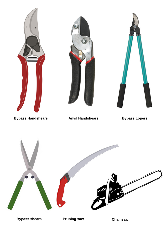 Diagram showing the 6 common tools of pruning including bypass hand shears, anvil hand shears, bypass lopers, bypass shears, pruning saw, chainsaw.