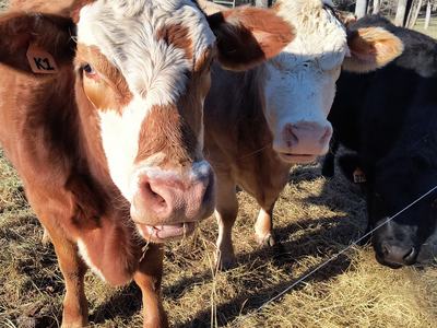 3 brown and white cows staring at camera