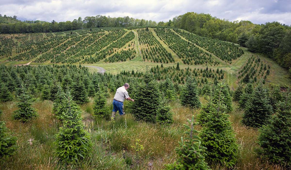 Christmas Trees Are Plentiful a Year After Hurricane Helene - NC State ...