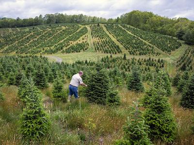 NC State Extension Christmas tree experts help growers producers and consumers Hurricane Helene