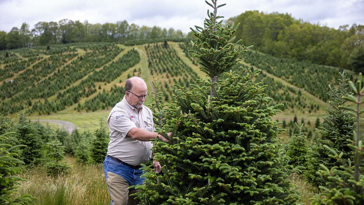 NC State Extension Christmas tree experts help growers producers and consumers Hurricane Helene